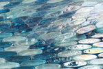 Malibu Ocean Pebble 11 x 11.50 Glass Mosaic Tile